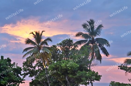 Beautiful palm trees at the beach on the tropical paradise islands Seychelles