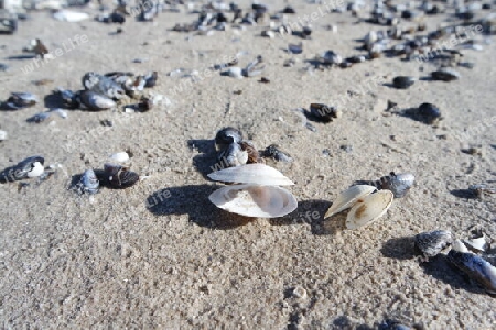 Muscheln am Strand