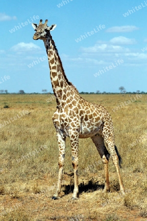 Giraffe