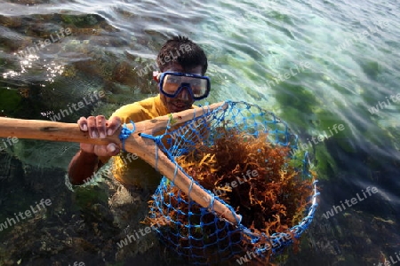 Ein Arbeiter beim Seegrass ernten in der Seegrass Plantage auf der Insel Nusa Lembongan der Nachbarinsel von Bali, Indonesien.