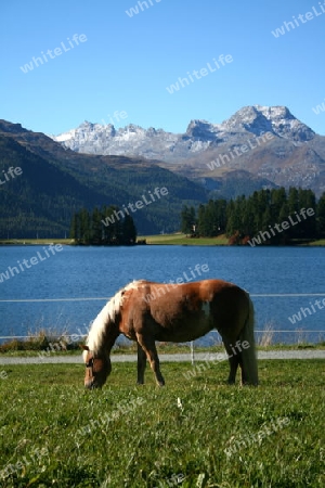 Pferde am Champfersee