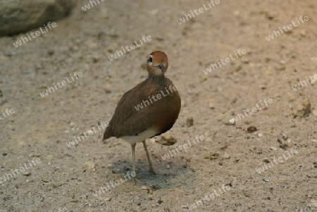 Vogel Blick