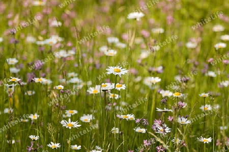 Blumenwiese