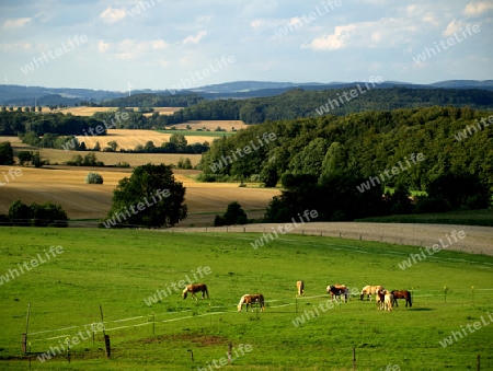 Landschaft mit Pferden