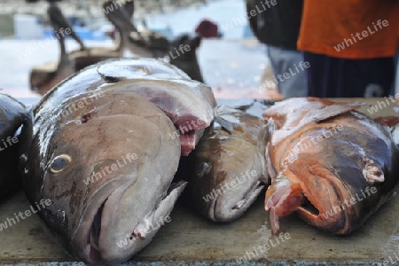 Fischfang und ?berfischung