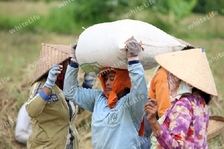 Asien, Suedost, Indonesien, Bali, Insel, Zentral Bali, bei Tegalalang, Reisfeld, Arbeit, Work, Wirtschaft, Landwirtschaft, Alltag,    (Urs Flueeler) 