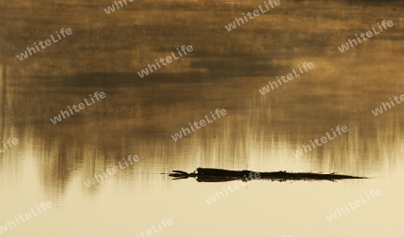 Baumstamm im Morgennebel im Wasser