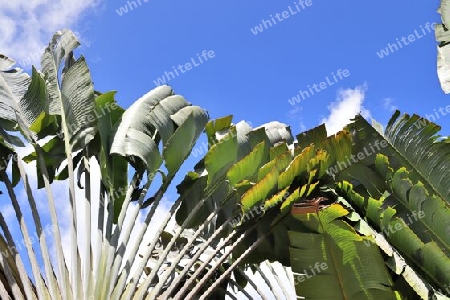 Beautiful palm trees at the beach on the tropical paradise islands Seychelles