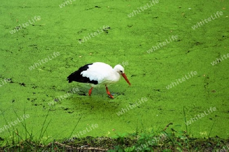 Storch im Teich