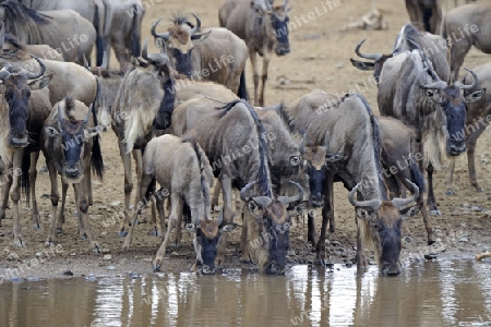 Streifengnus, Wei?bartgnus (Connochaetes taurinus), Gnus, trinken am  Mara Fluss, Gnu-Migration, Masai Mara, Kenia, Afrika