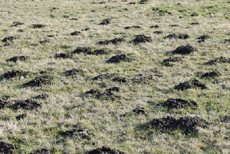 molehills in the field