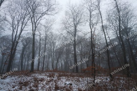 Wald im Winternebel