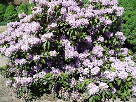 Rhododendron  