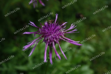 Blume und Insekt