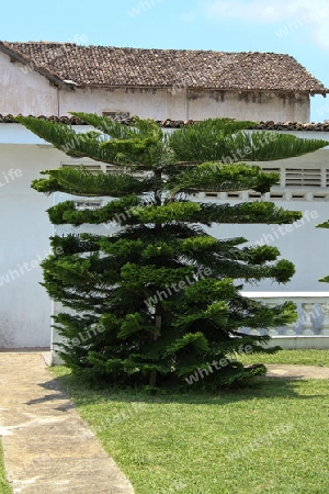 Flora in Sri Lanka