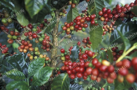 The coffee Plantations in the Hills of Copan in Honduras in Central America,