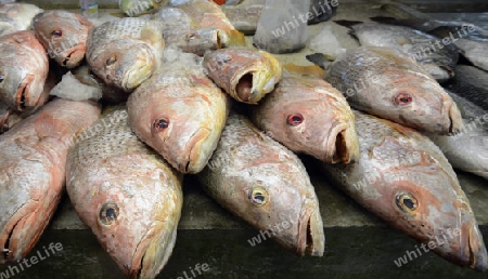 Frischer Fisch auf dem Day Markt in der Hauptstadt Phuket Town auf der Insel Phuket im sueden von Thailand in Suedostasien.