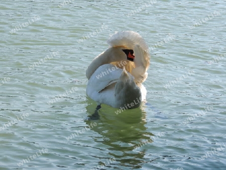 Schwan im Wasser