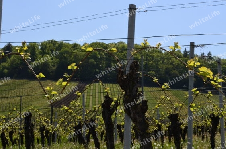 007_Weinberge