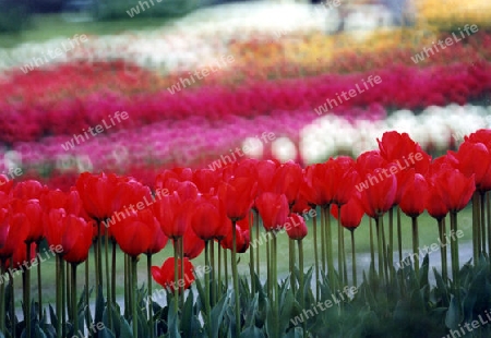 Tulpen