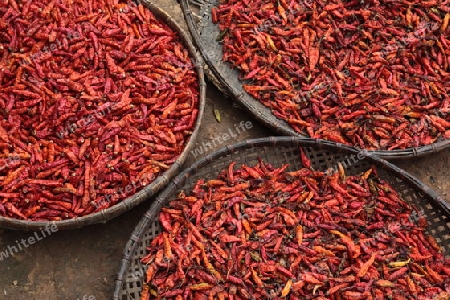 Chili Schoten werden an der luft getrocknet in der Bergregion beim Dorf Kasi an der Nationalstrasse 13 zwischen Vang Vieng und Luang Prabang in Zentrallaos von Laos in Suedostasien. 