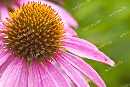 Echinacea purpurea