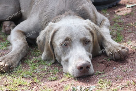 Weimaraner Vorstehhund