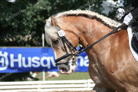 Haflinger bei der Dressur