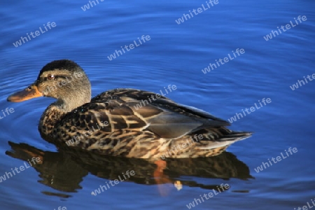 Ente in "BLAU"