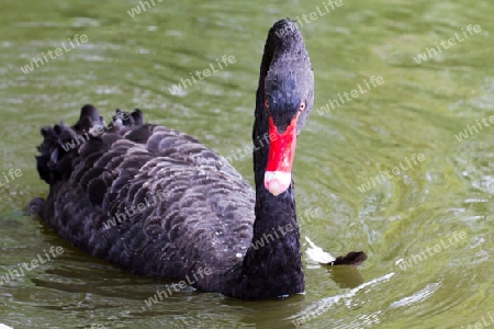 Black Swan