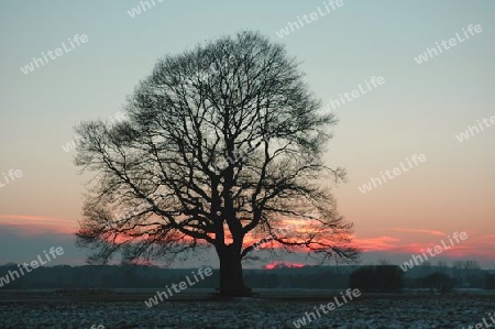 Eiche mit Abendhimmel