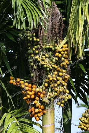 Palmfrucht