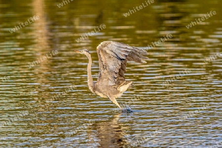 Ein Vogel