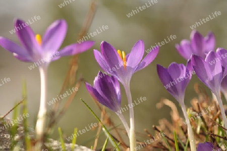 Crocus