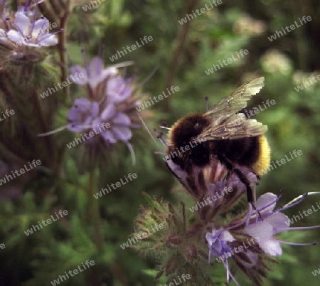 Hummel bei der Arbeit