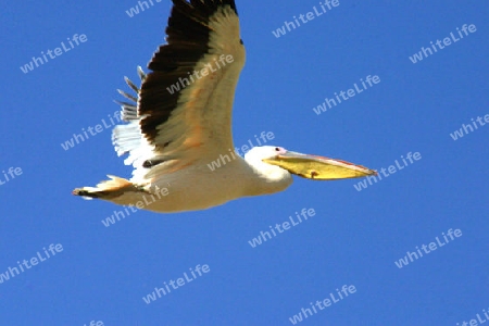 Great White Pelican, Pelecanus Onocrotalus