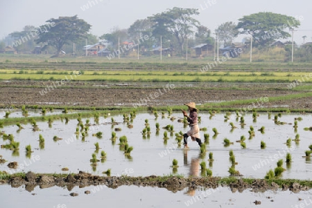 Rice farmers plant rice in a ricefield at the city of Nyaungshwe at the Inle Lake in the Shan State in the east of Myanmar in Southeastasia.