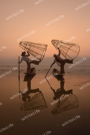 Fishermen at sunrise in the Landscape on the Inle Lake in the Shan State in the east of Myanmar in Southeastasia.