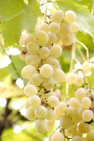 White grape