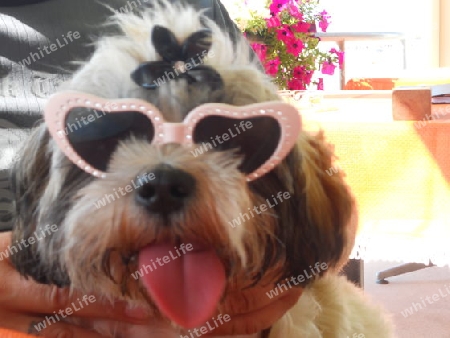 Shih tzu mit Sonnrnbrille