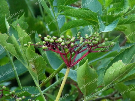 Beeren