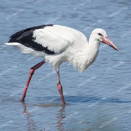 Weissstorch