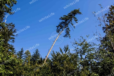 Schiefer Baum von "Wald"