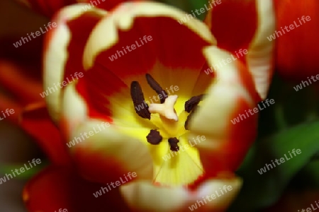 Tulpe