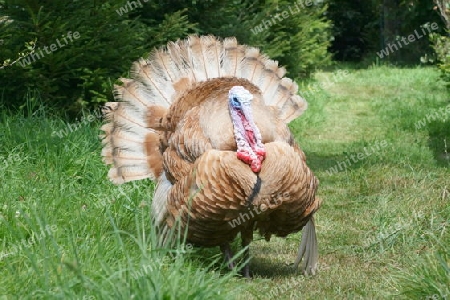 balzender Truthahn,courting Turkey,"Meleagris gallopavo"