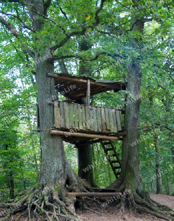 An adventurous tree house in a beautiful forest - Ein abenteuerliches Baumhaus an einer sch?nen Lichtung im dichten Wald               