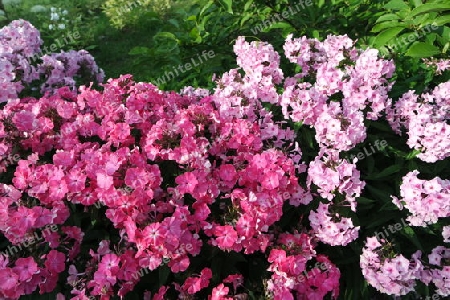 Phlox Pflanzen