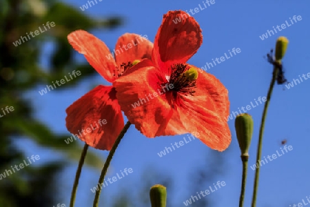 Mohn 2