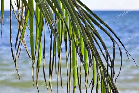 Beautiful palm trees at the beach on the tropical paradise islands Seychelles