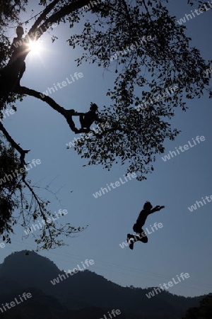 Knaben springen von einem Baum ins Wasser des Mekong River bei Luang Prabang in Zentrallaos von Laos in Suedostasien. 